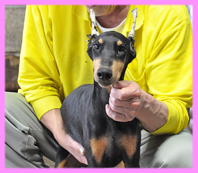 ドーベルマン　ブラックタン　メス　子犬販売の専門店　AngelWan　横浜