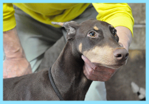 ドーベルマン　チョコレートタン　オス　子犬販売の専門店　AngelWan　横浜