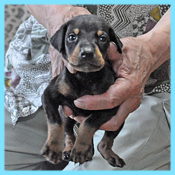 ドーベルマン　オス　ブラックタン　子犬販売の専門店　AngelWan　横浜