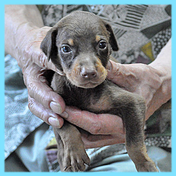 ドーベルマン　オス　チョコレートタン　子犬販売の専門店　AngelWan　横浜