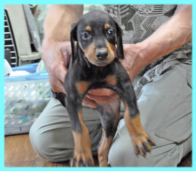 ドーベルマン オス ブラックタン 子犬販売の専門店 AngelWan 横浜