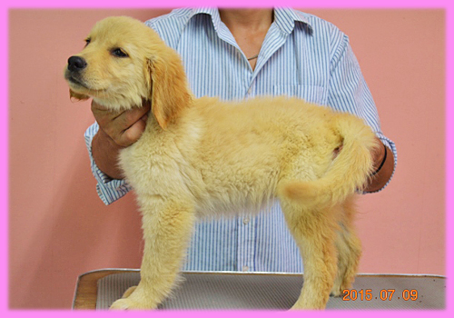 ゴールデンレトリバー　メス　子犬販売の専門店　AngelWan　横浜