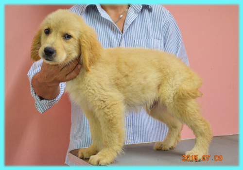 ゴールデンレトリバー　オス　子犬販売の専門店　AngelWan　横浜