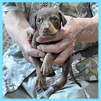 ドーベルマン　オス　チョコレートタン　子犬販売の専門店　AngelWan　横浜