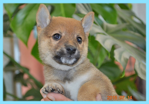 柴犬 豆柴 オス 子犬販売の専門店 AngelWan 横浜