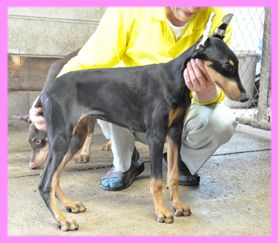 ドーベルマン　ブラックタン　メス　子犬販売の専門店　AngelWan　横浜