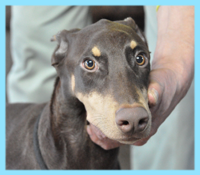 ドーベルマン　チョコレートタン　オス　子犬販売の専門店　AngelWan　横浜
