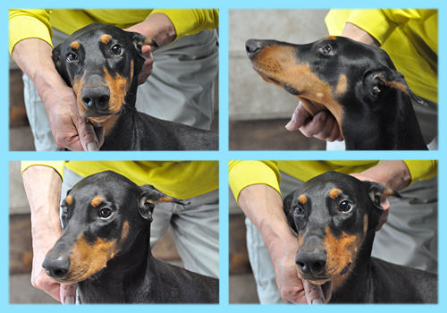 ドーベルマン　ブラックタン　オス　子犬販売の専門店　AngelWan　横浜