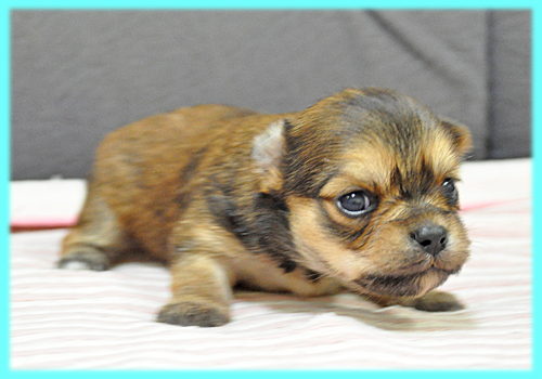 チワワ ロングコート フォーン オス 子犬販売の専門店 AngelWan 横浜