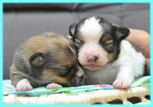ミックス チワポメ オス 子犬販売の専門店 AngelWan 横浜
