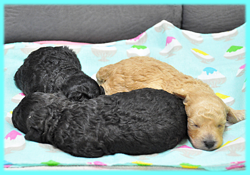 トイプードル　オス　子犬販売の専門店　AngelWan　横浜