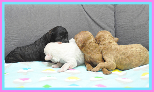 ミックス　マルプー　子犬販売の専門店　AngelWan　横浜