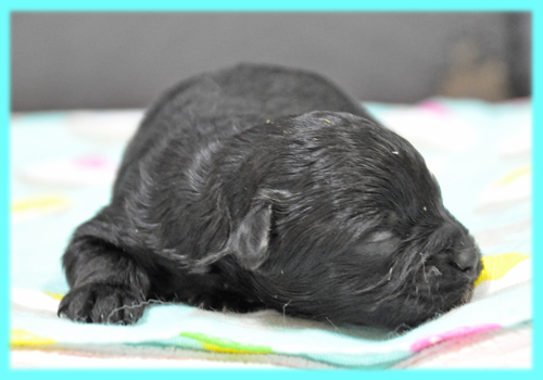 ミックス　ヨープー　ブラック　オス　子犬販売の専門店　AngelWan　横浜