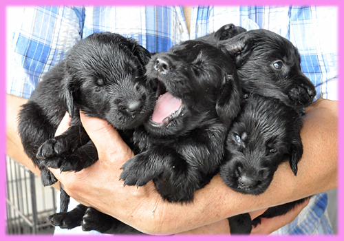 フラットコーテッドレトリバー　ブラック　メス　子犬販売の専門店　AngelWan　横浜