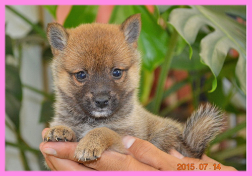柴犬　豆柴　メス　子犬販売の専門店　AngelWan　横浜
