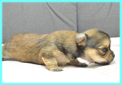 チワワ ロングコート フォーン オス 子犬販売の専門店 AngelWan 横浜