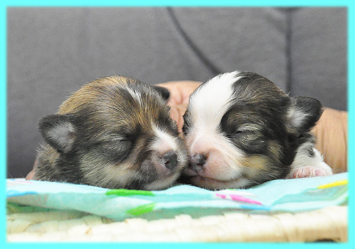 ミックス チワポメ オス 子犬販売の専門店 AngelWan 横浜