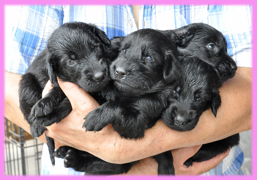 フラットコーテッドレトリバー　ブラック　メス　子犬販売の専門店　AngelWan　横浜