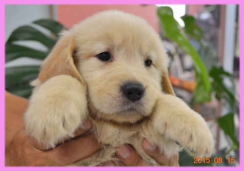 ゴールデンレトリバー メス 子犬販売の専門店 AngelWan 横浜