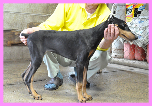 ドーベルマン　ブラックタン　メス　子犬販売の専門店　AngelWan　横浜