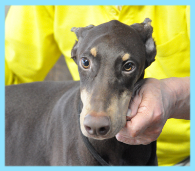 ドーベルマン　チョコレートタン　オス　子犬販売の専門店　AngelWan　横浜