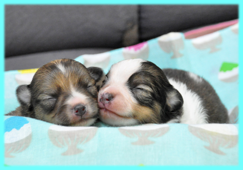 ミックス チワポメ オス 子犬販売の専門店 AngelWan 横浜