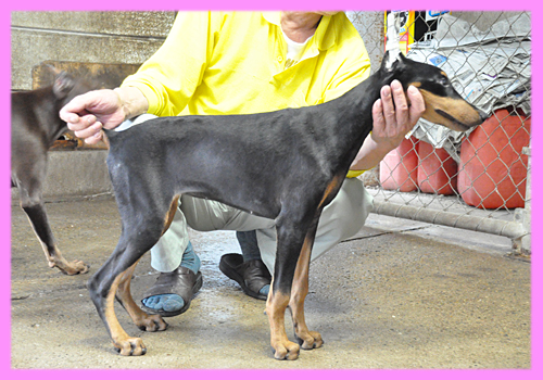ドーベルマン　ブラックタン　メス　子犬販売の専門店　AngelWan　横浜