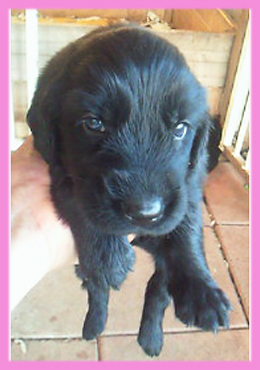 フラットコーテッドレトリバー　ブラック　メス　子犬販売の専門店　AngelWan　横浜