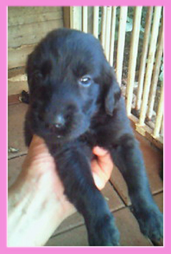 フラットコーテッドレトリバー　ブラック　メス　子犬販売の専門店　AngelWan　横浜