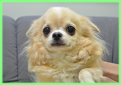 チワワ ロングコート 母犬 子犬販売の専門店 AngelWan 横浜