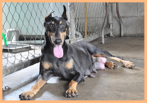 ドーベルマン　母犬　子犬販売の専門店　AngelWan　横浜