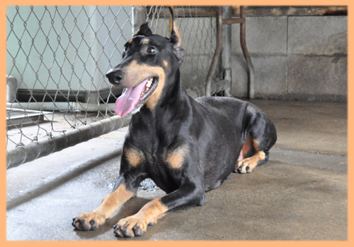 ドーベルマン　母犬　子犬販売の専門店　AngelWan　横浜