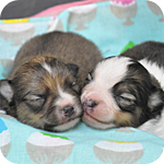 ミックス チワポメ オス 子犬販売の専門店 AngelWan 横浜