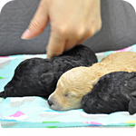 トイプードル　オス　子犬販売の専門店　AngelWan　横浜