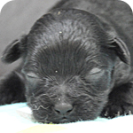 ミックス　ヨープー　ブラック　オス　子犬販売の専門店　AngelWan　横浜