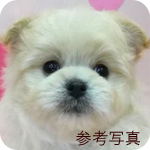 ミックス　ポメプー　子犬販売の専門店　AngelWan　横浜