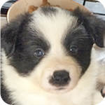 ボーダーコリー　ブラック＆ホワイト　オス　子犬販売の専門店　AngelWan　横浜