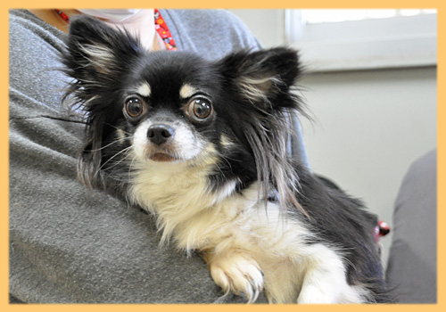 ミックス　子犬販売の専門店　AngelWan　横浜　ペットショップ