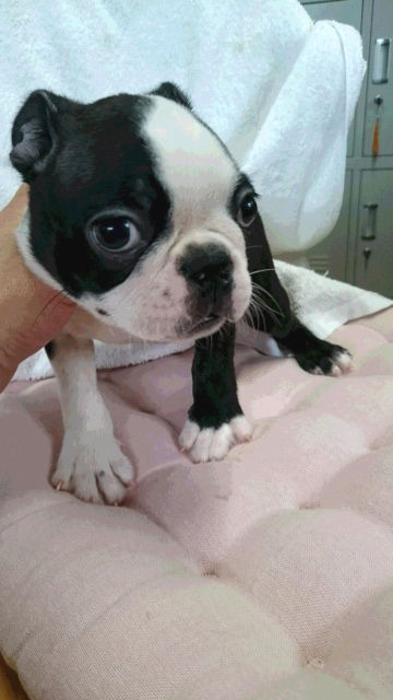 bostonterrier ブリーダー 子犬販売の専門店 AngelWan 横浜