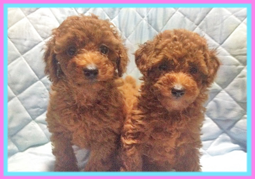 トイプードル　レッド　子犬販売の専門店　AngelWan　横浜