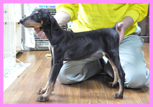 ドーベルマン　ブラックタン　メス　子犬販売の専門店　AngelWan　横浜