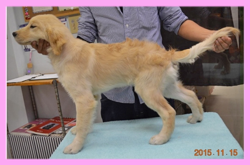 ゴールデンレトリバー　メス　子犬販売の専門店　AngelWan　横浜