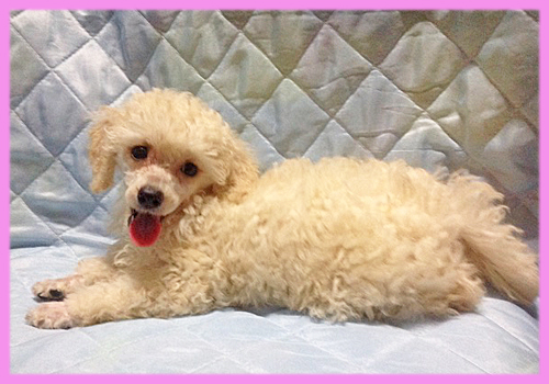 トイプードル　ホワイト　メス　子犬販売の専門店　AngelWan　横浜