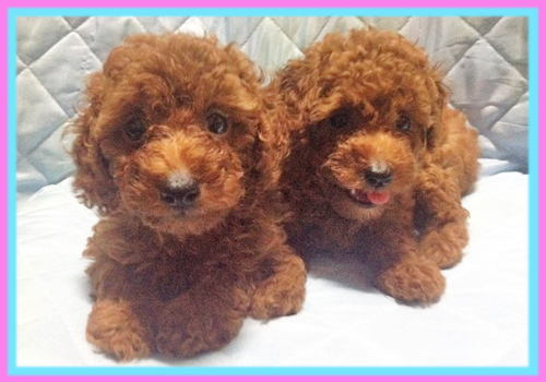 トイプードル　レッド　子犬販売の専門店　AngelWan　横浜