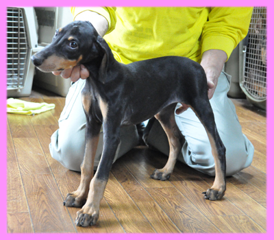 ドーベルマン　ブラックタン　メス　子犬販売の専門店　AngelWan　横浜