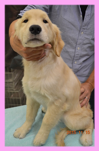 ゴールデンレトリバー　メス　子犬販売の専門店　AngelWan　横浜