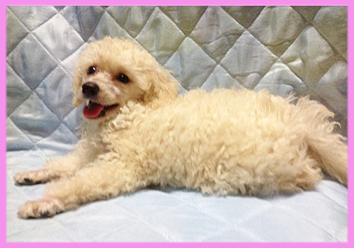 トイプードル　ホワイト　メス　子犬販売の専門店　AngelWan　横浜