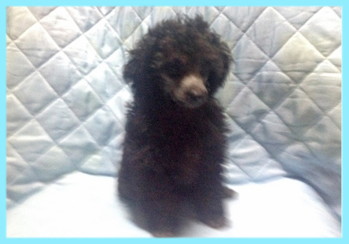 トイプードル　シルバー　オス　子犬販売の専門店　AngelWan　横浜