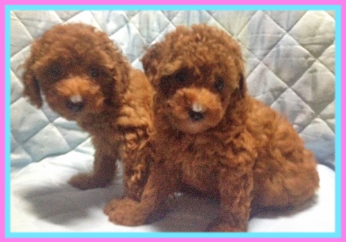 トイプードル　レッド　子犬販売の専門店　AngelWan　横浜