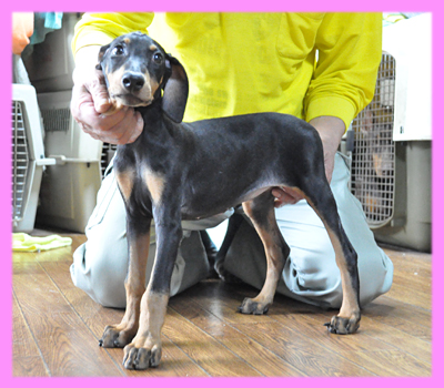 ドーベルマン　ブラックタン　メス　子犬販売の専門店　AngelWan　横浜